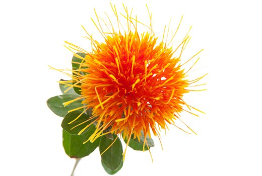 Сафлор (Carthamus tinctorius L)